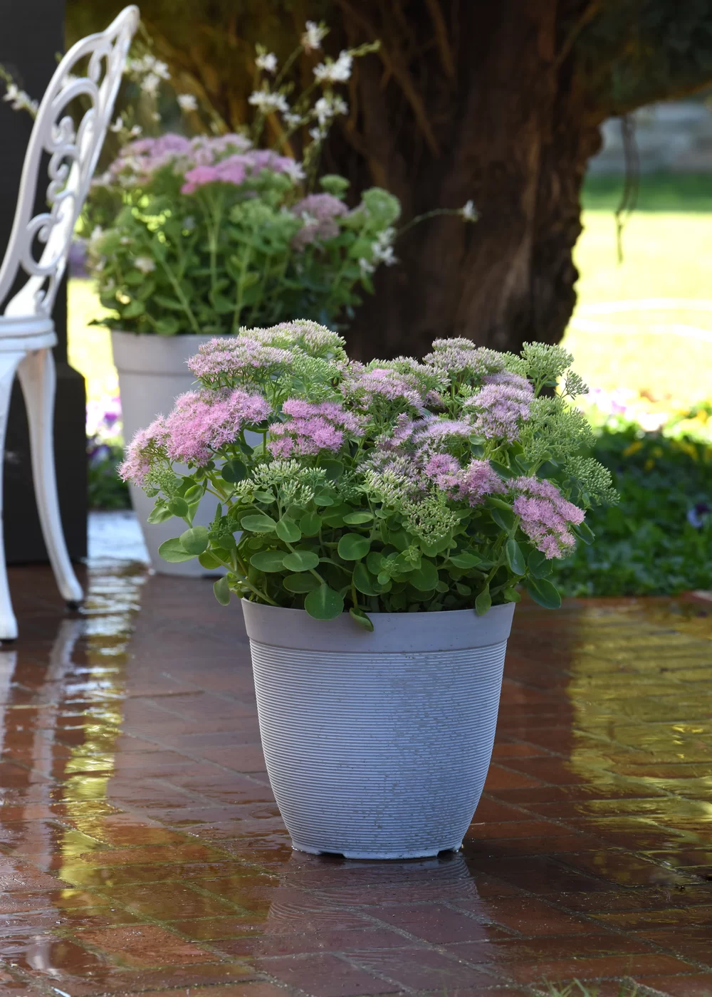 Sedum spectabile Spectacular Pink