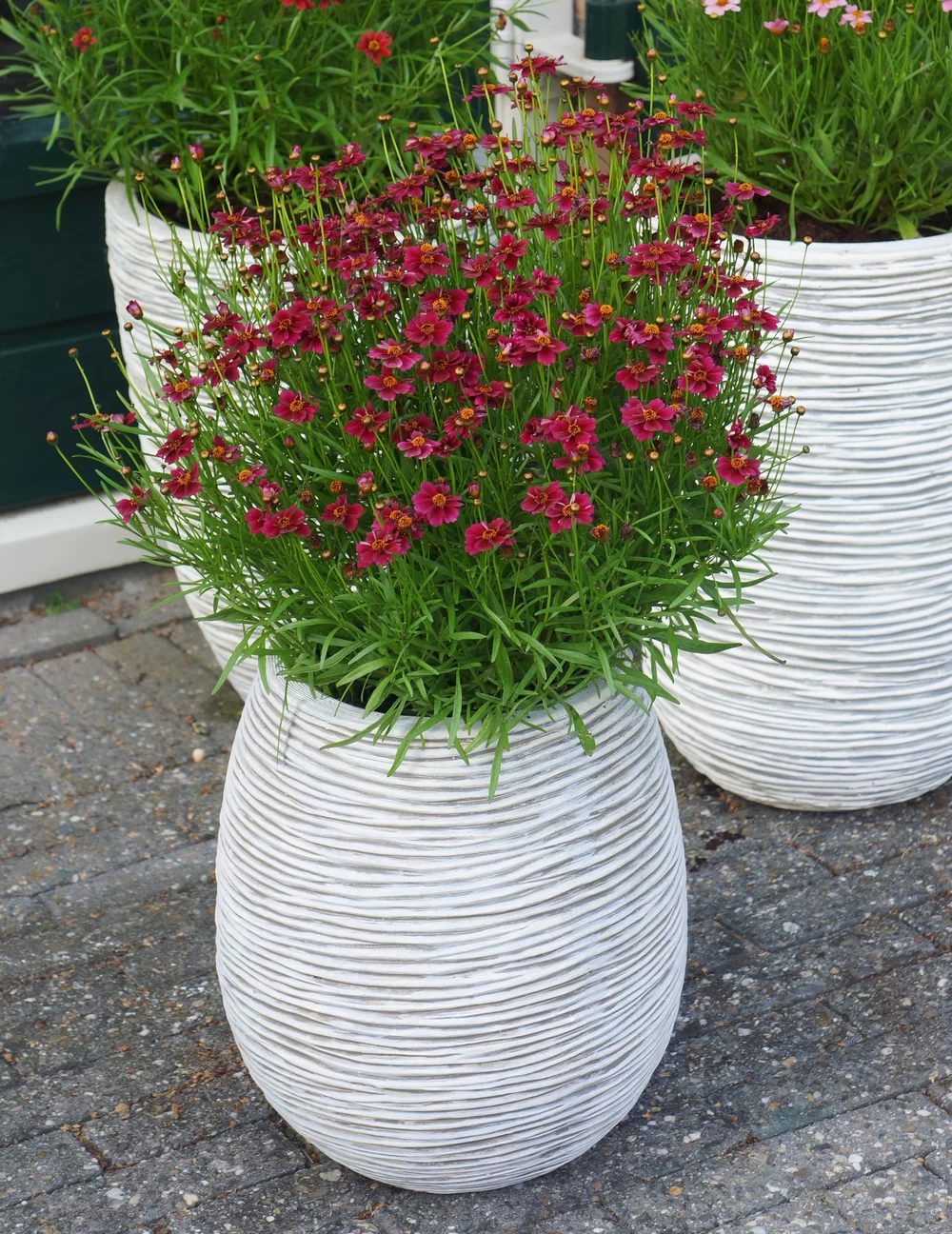 Coreopsis verticillata Twinklebells® Purple
