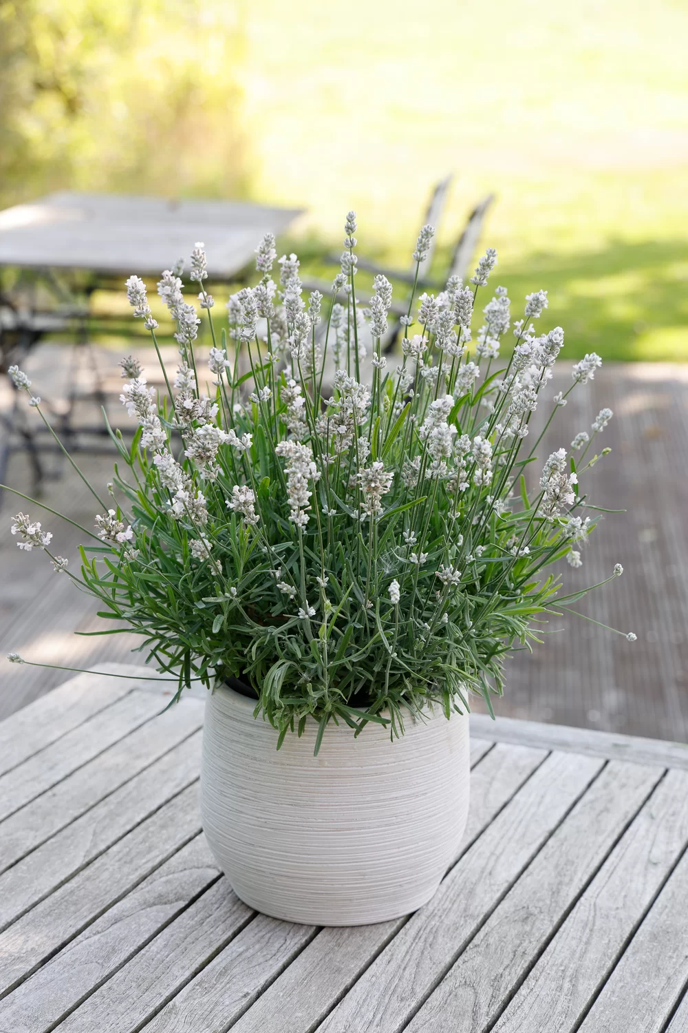 Lavandula angustifolia Essence® White