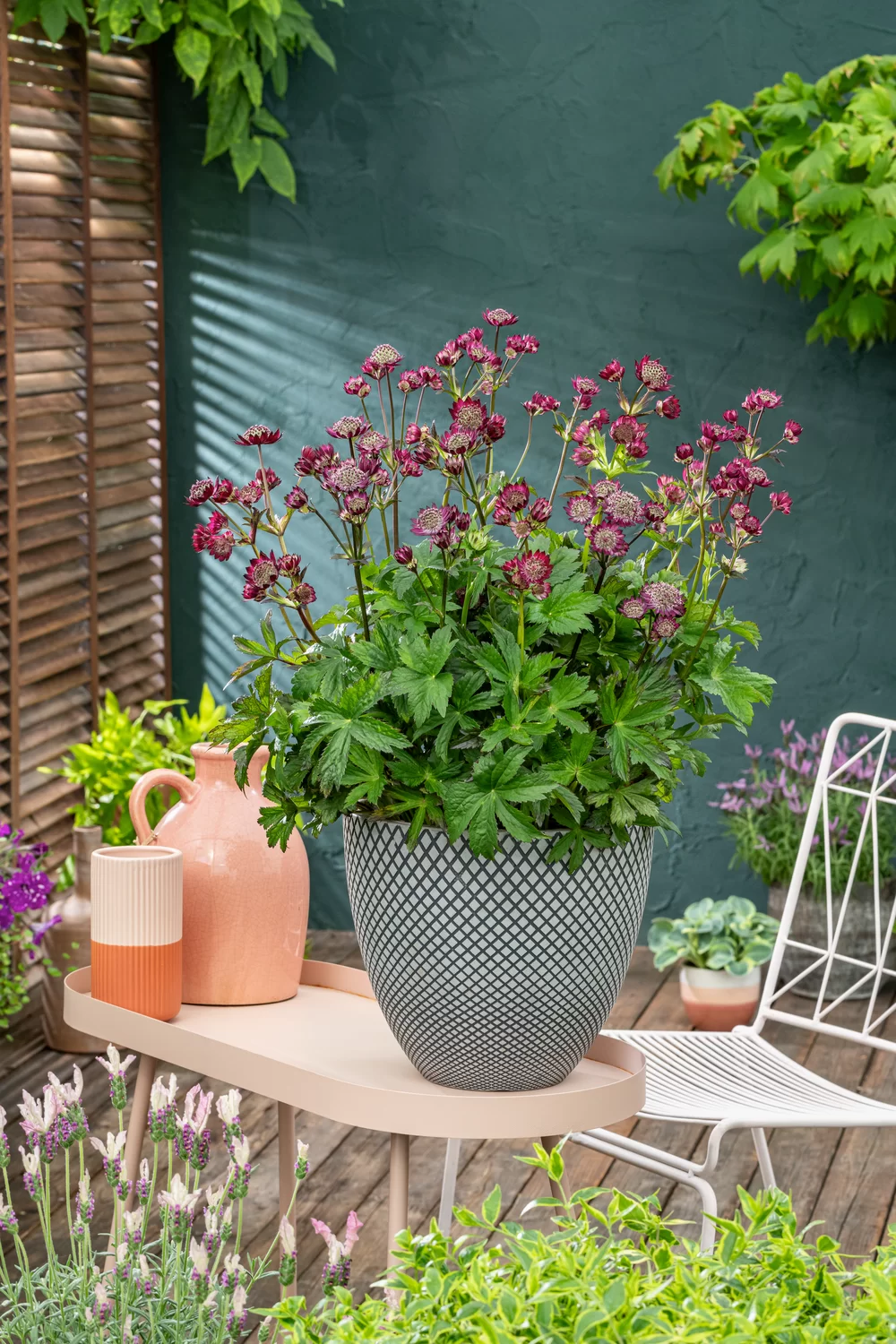 Astrantia major Artista Red