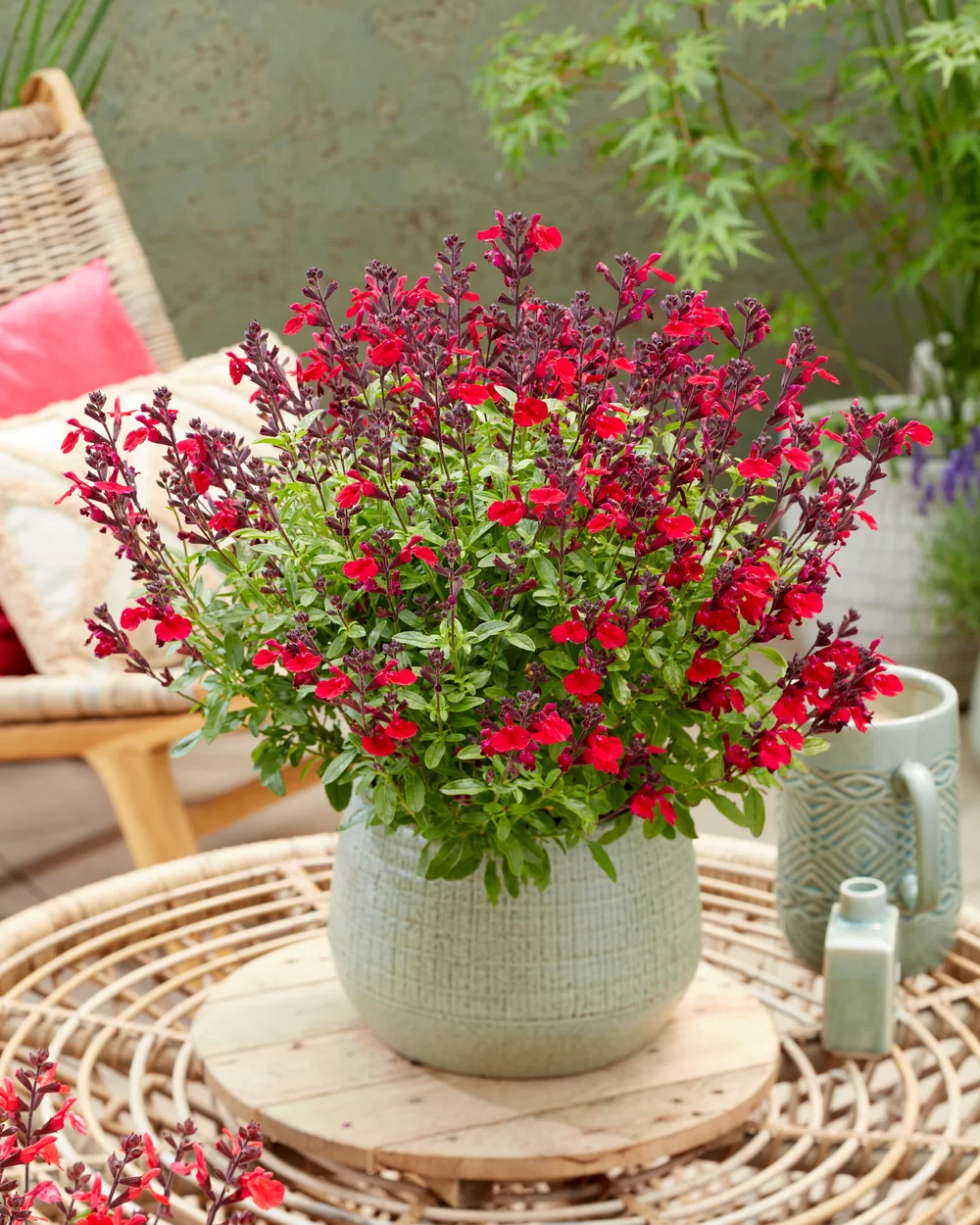 Salvia jamensis Magical® Colorado