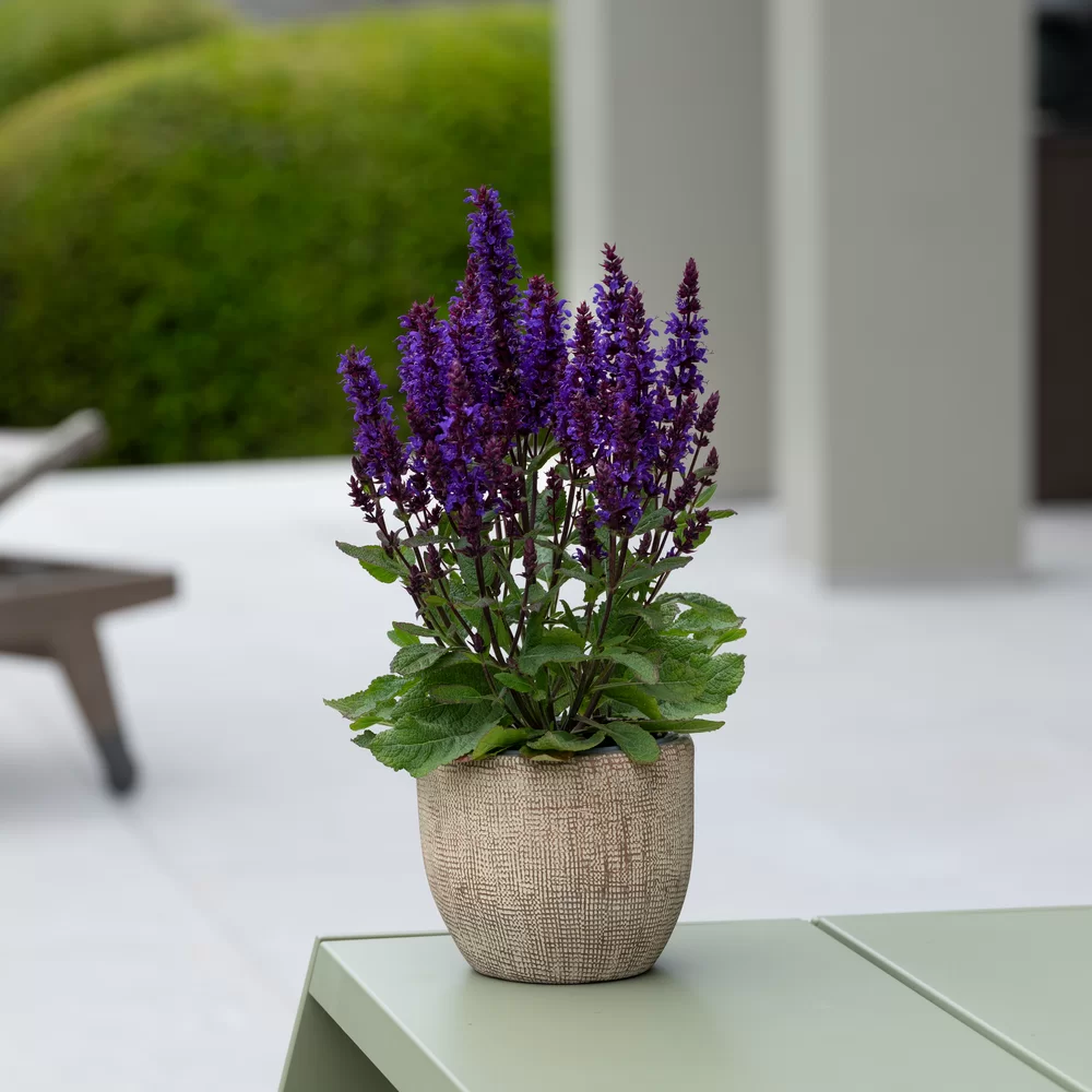 Salvia nemorosa Salvatini Blue Dark Compact