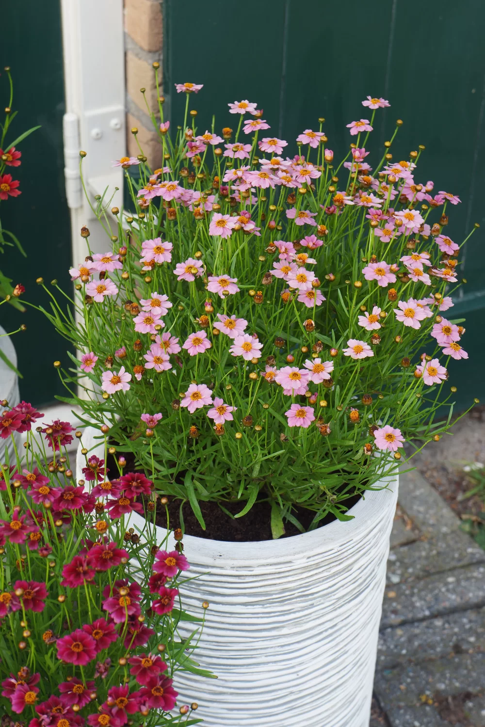 Coreopsis verticillata Twinklebells® Pink