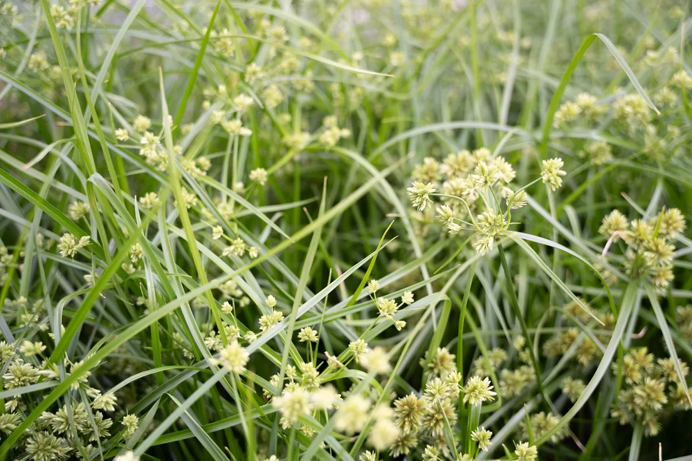 Cyperus glaber Abby