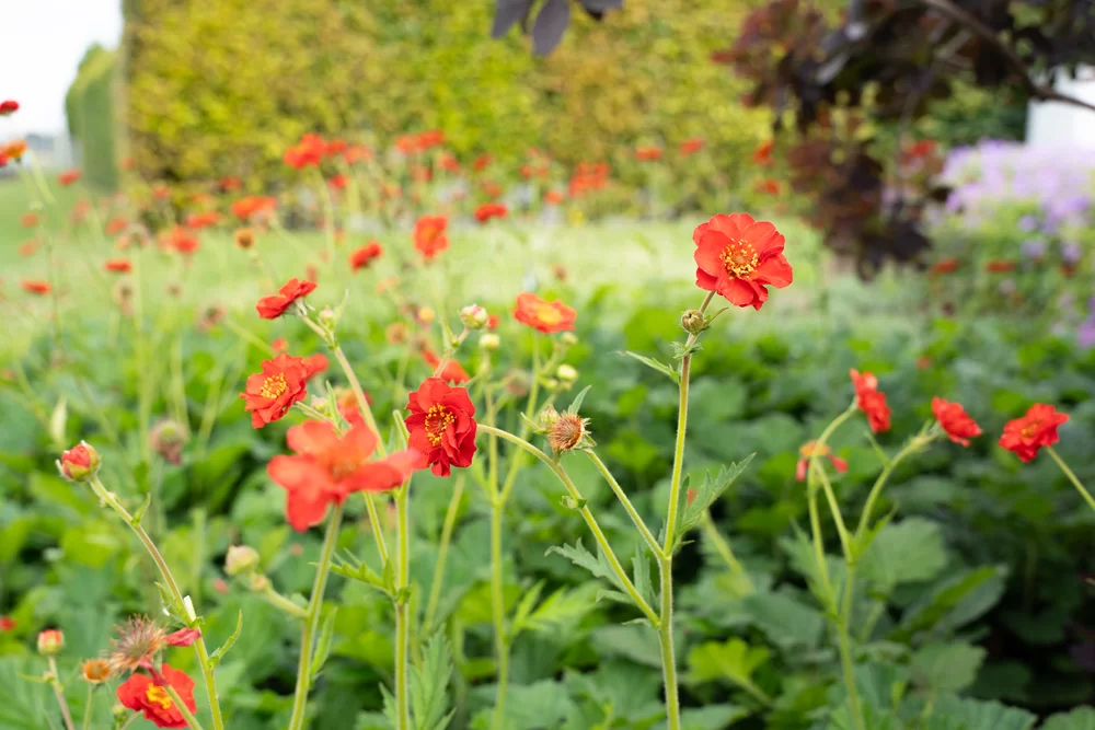 Geum chiloense Bennet Fire