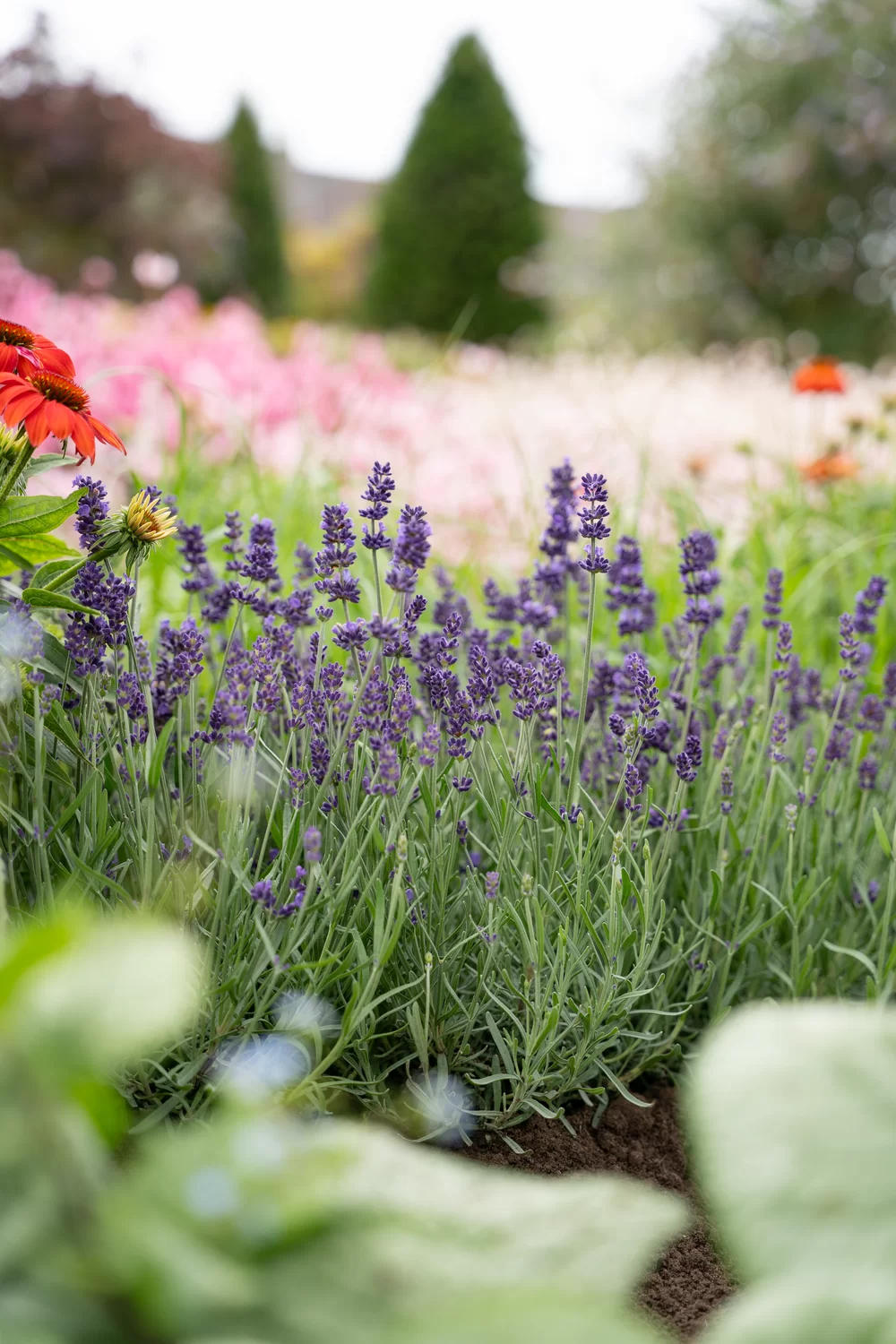Lavandula angustifolia Lavici® Purple