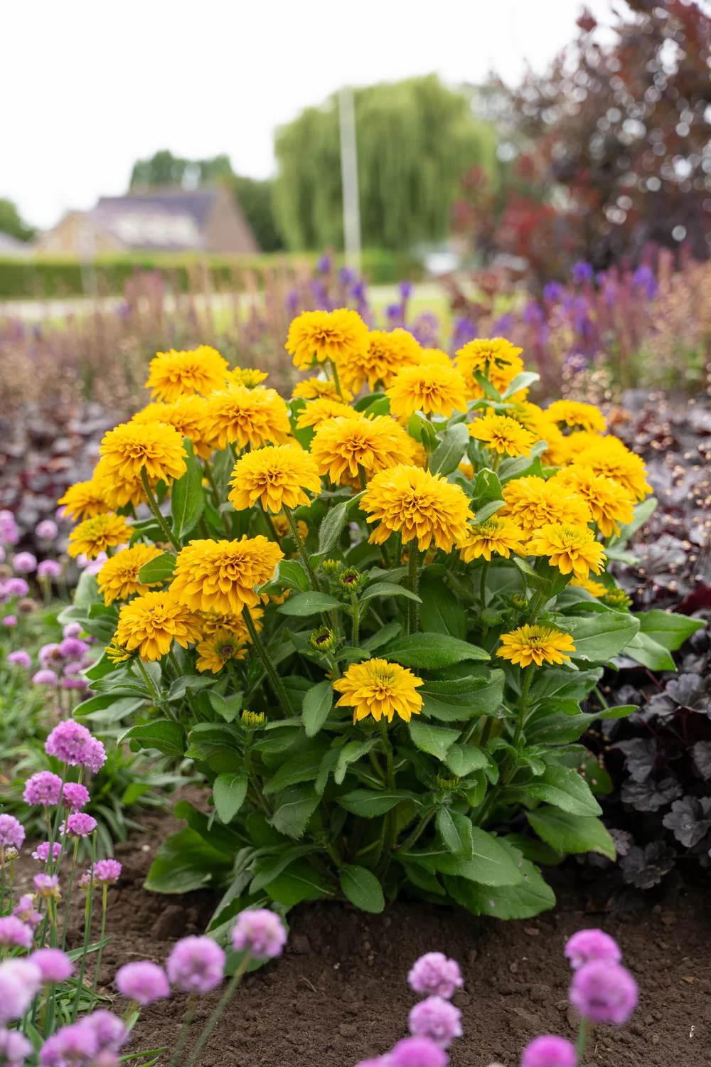 Rudbeckia hirta Rudy Double Yellow