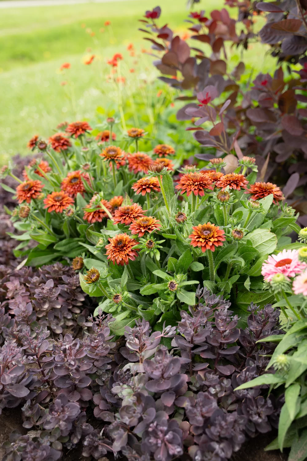 Rudbeckia hirta Rudy Double Red