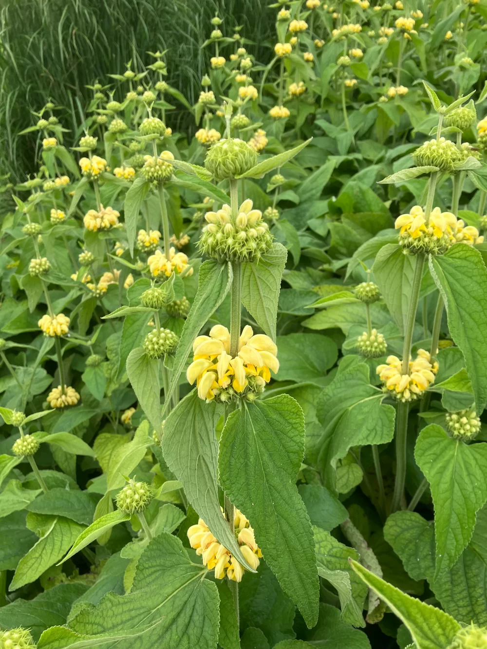 Phlomis russeliana Creme Yellow