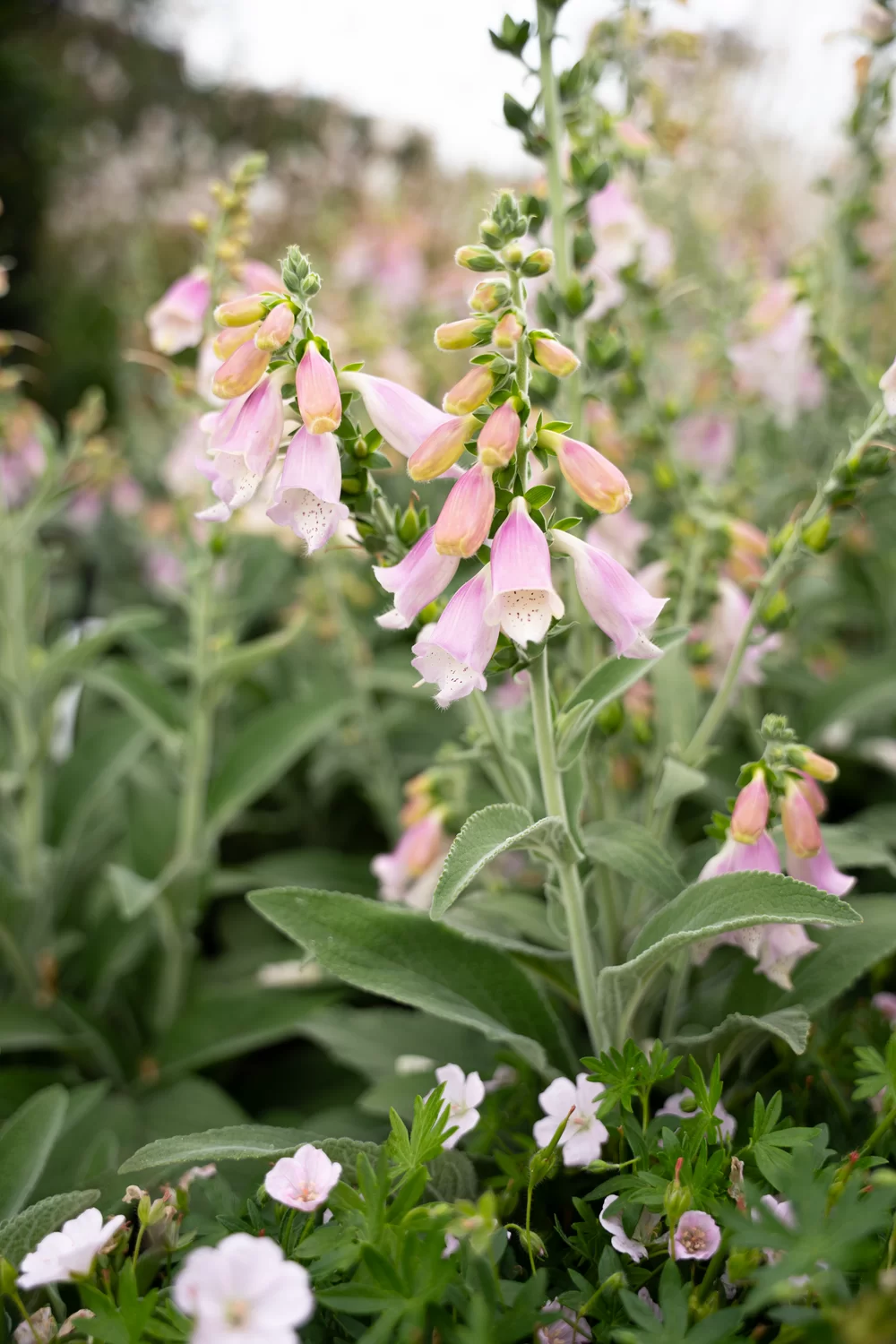 Digitalis purpurea Lucas Moonlit Grace