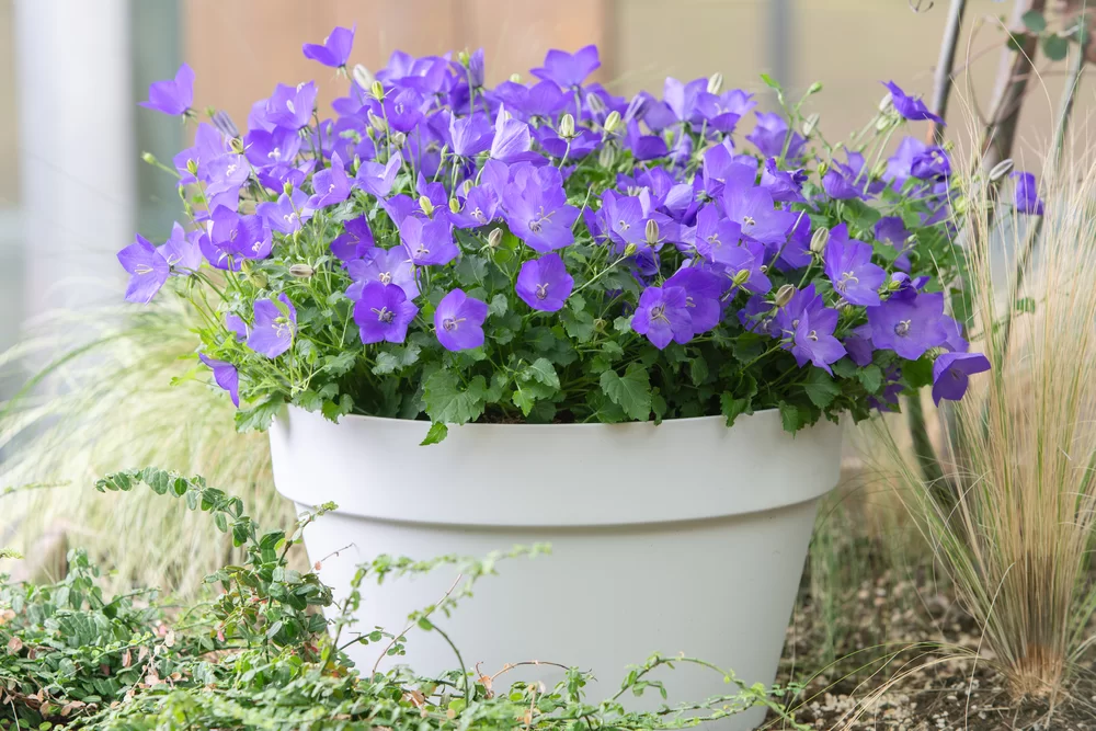 Campanula carpatica Saphira Deep Blue