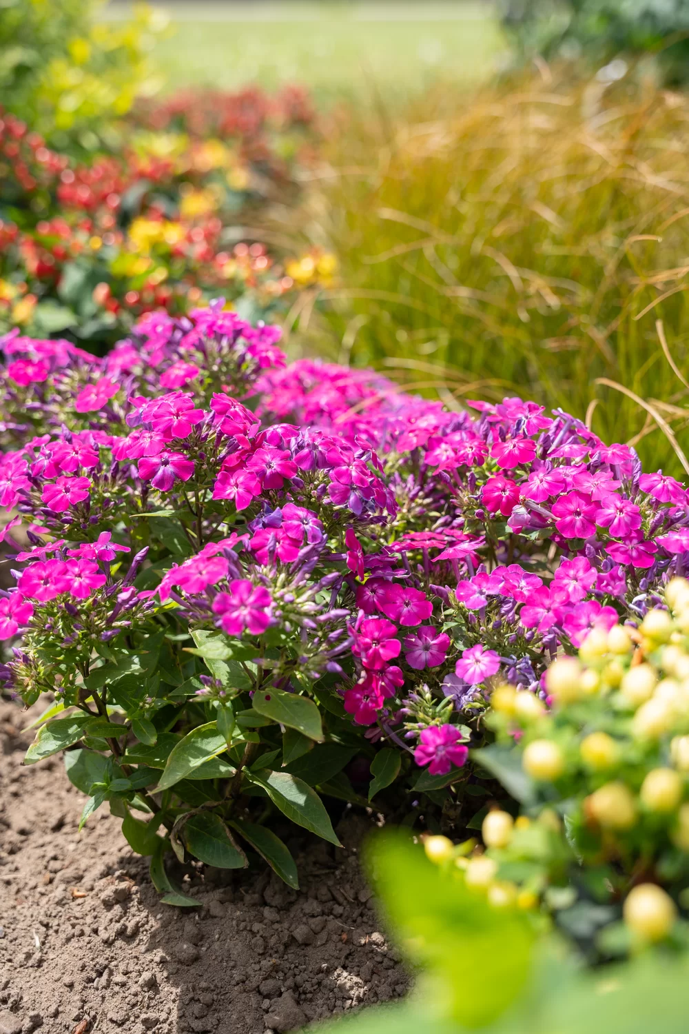 Phlox paniculata Bee Best Hot Purple