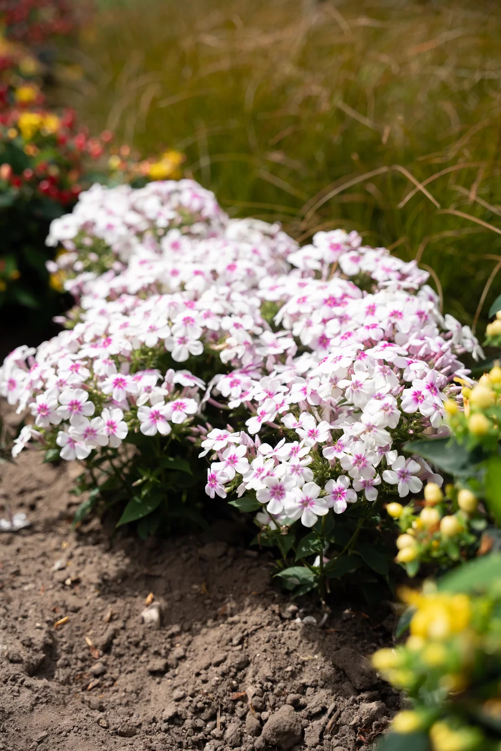Phlox paniculata Bee Best White Pink Eye