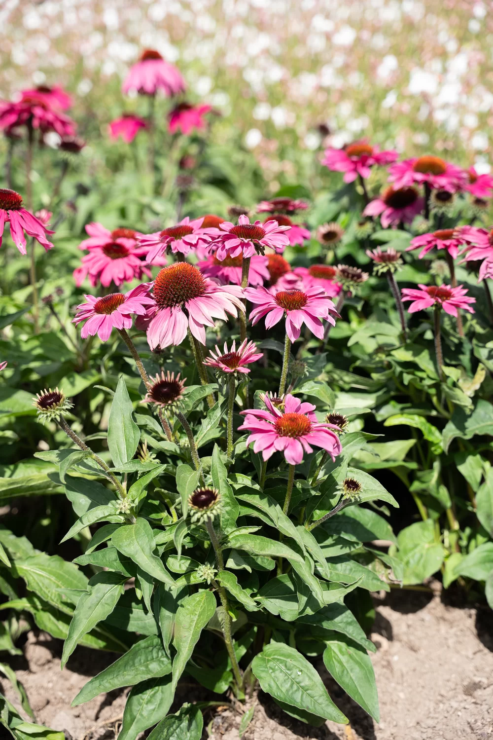 Echinacea purpurea Lakota™ Deep Rose