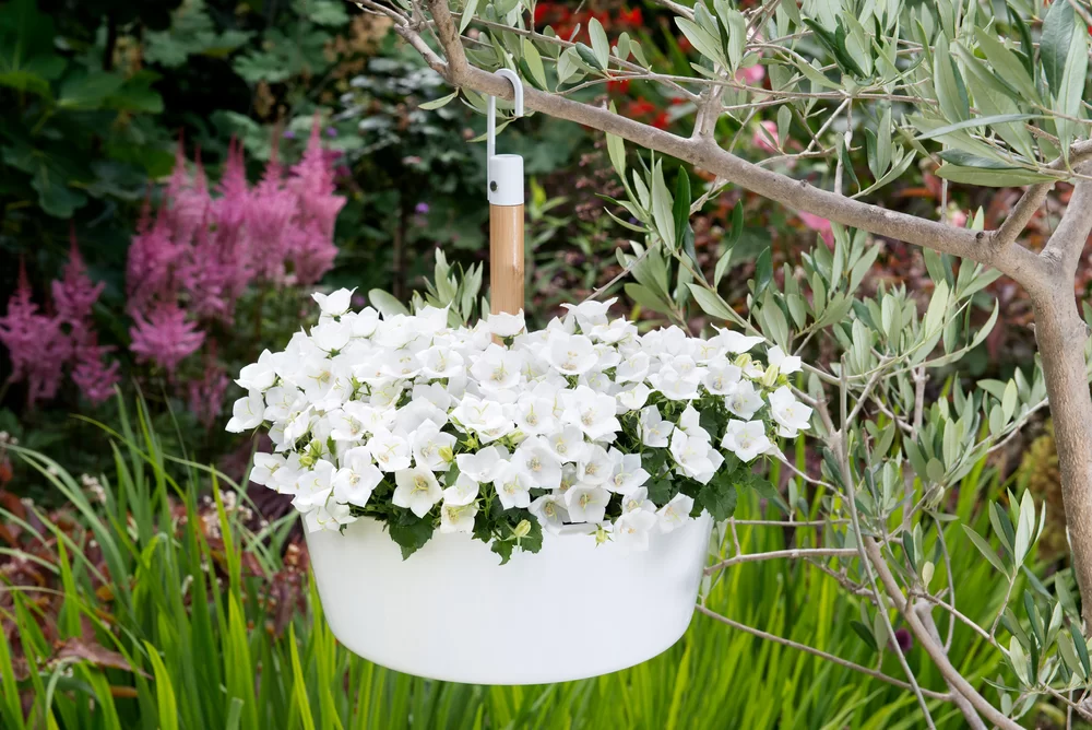 Campanula carpatica Saphira White