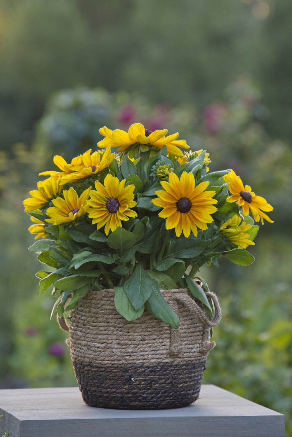 Rudbeckia hirta Sunbeckia Maya