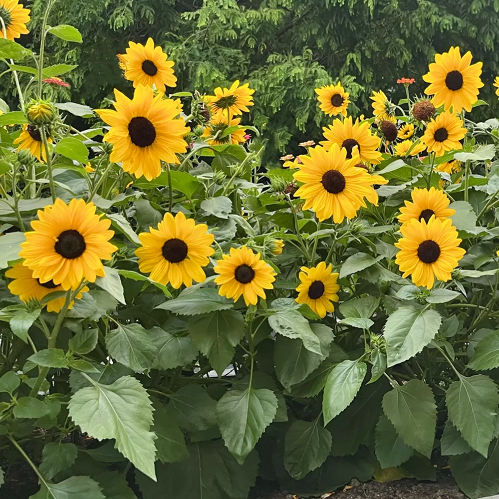 Helianthus annuus Full Summer 