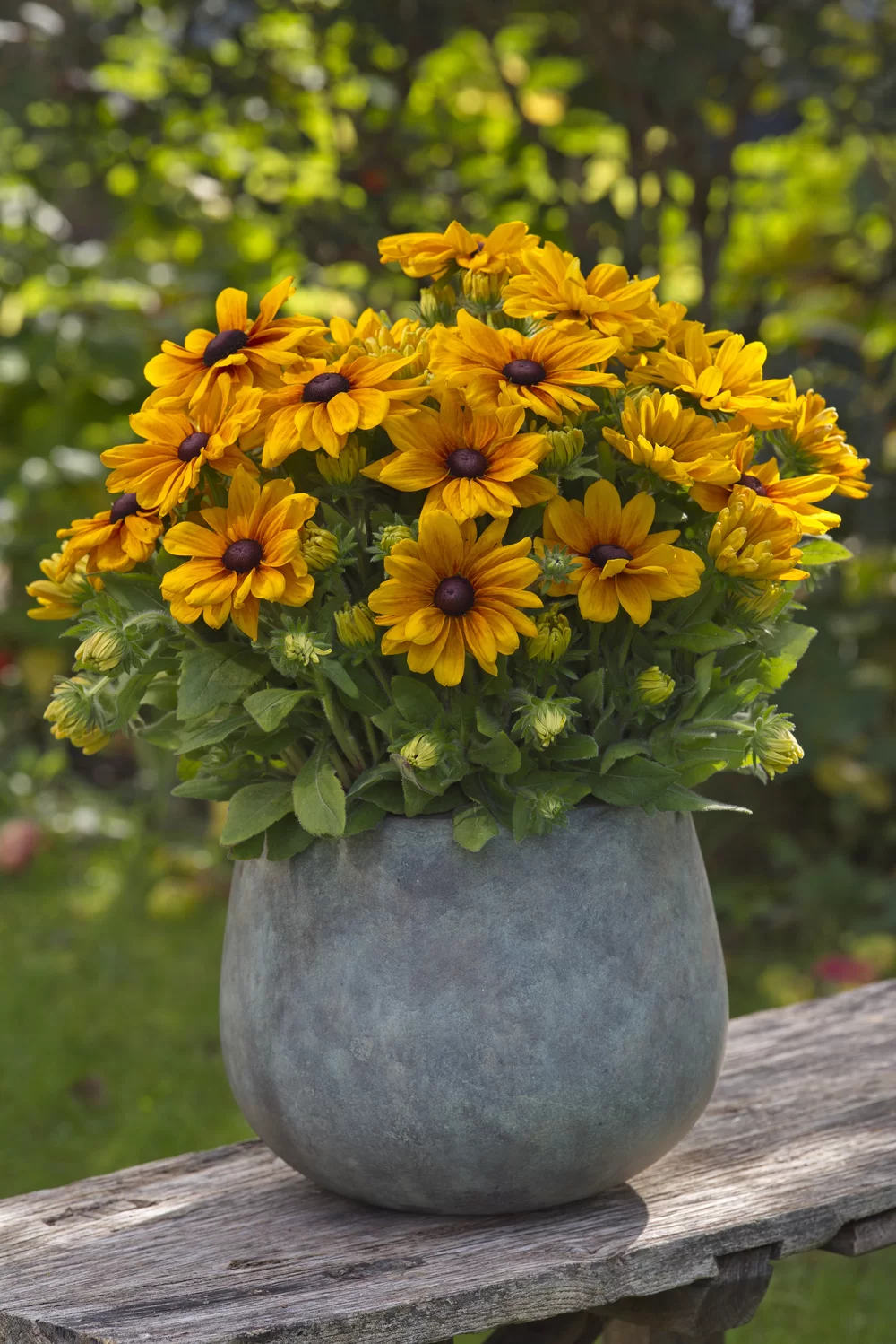 Rudbeckia hirta Sunbeckia Carolina