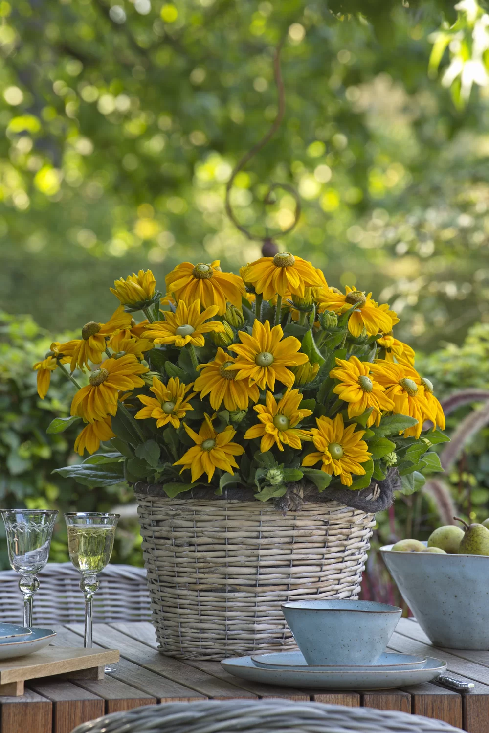 Rudbeckia hirta Sunbeckia Ophelia