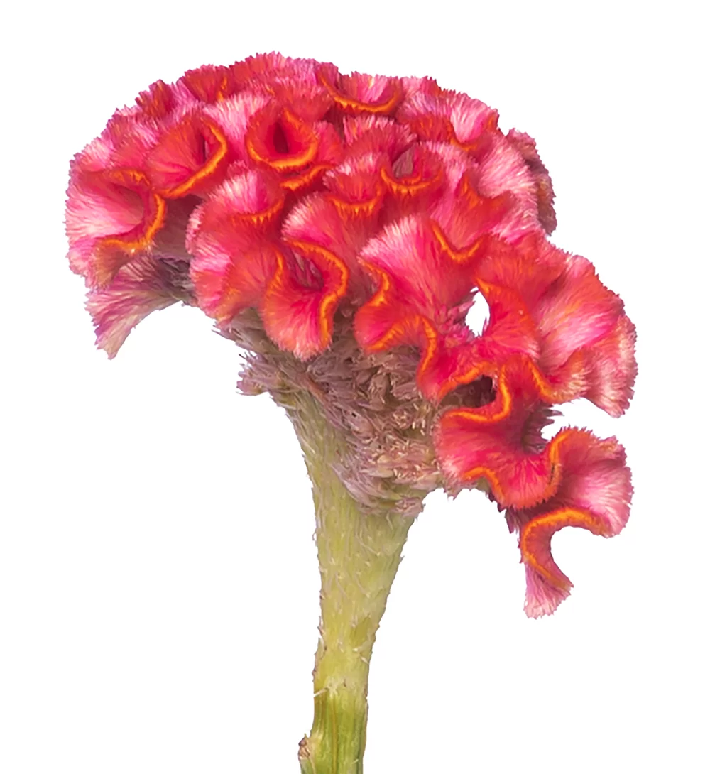 Celosia cristata Coral™ Diamond