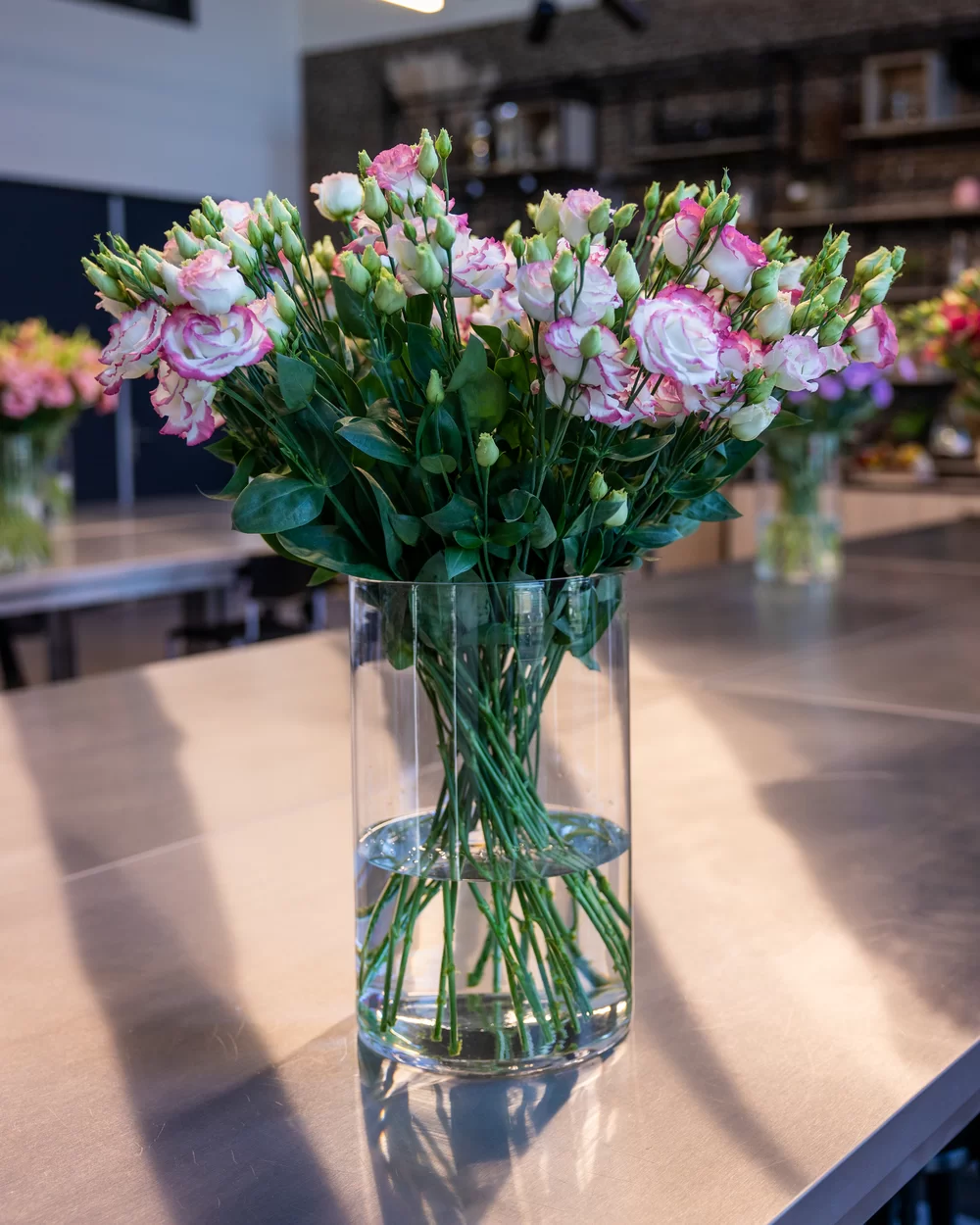 Lisianthus sp. Croma 3 Pink Picotee Impr.