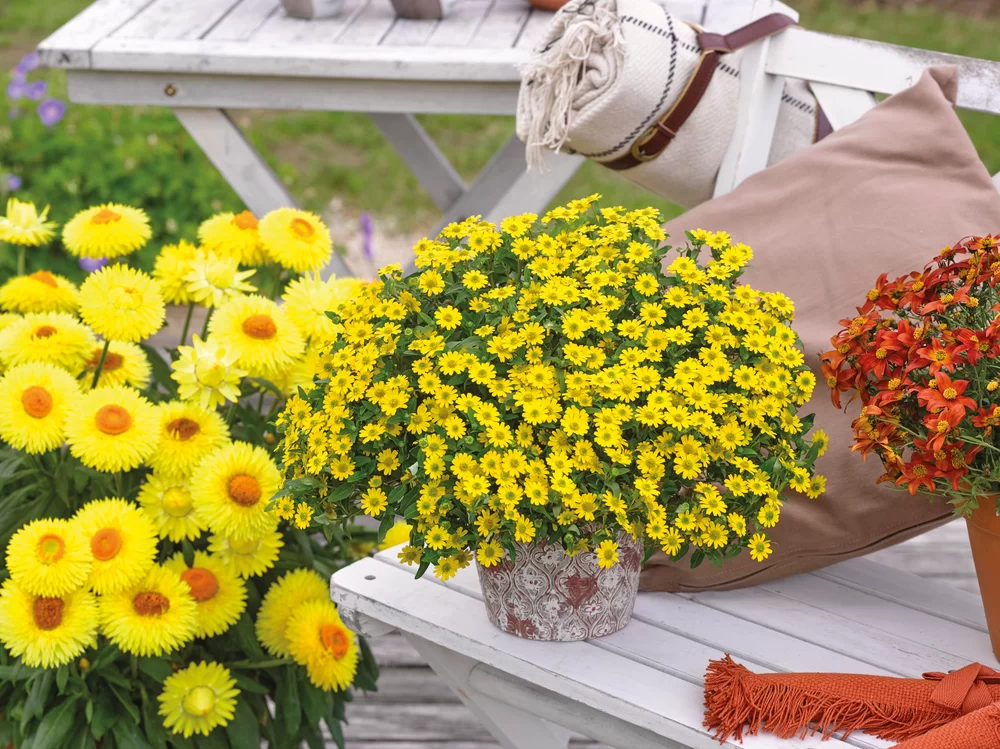 Sanvitalia speciosa Sun Vitalia® Bright Yellow