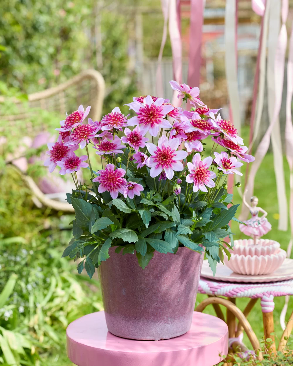 Dahlia coccinea Dalina® Maxi Starburst Pink