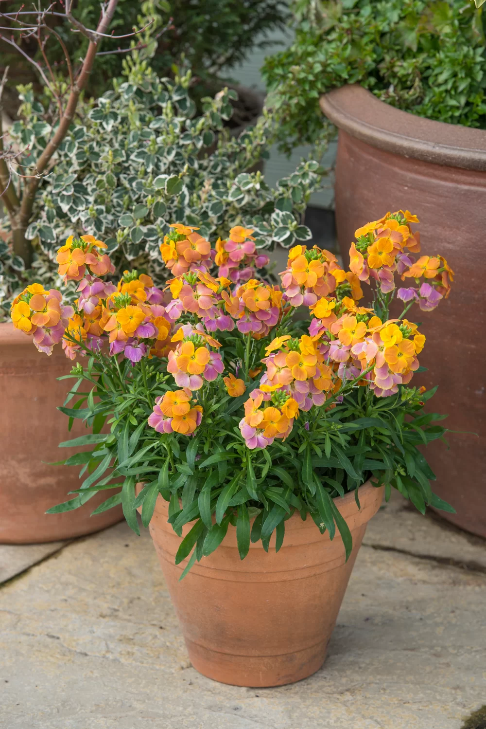 Erysimum linifolium Spring Breeze Sunset