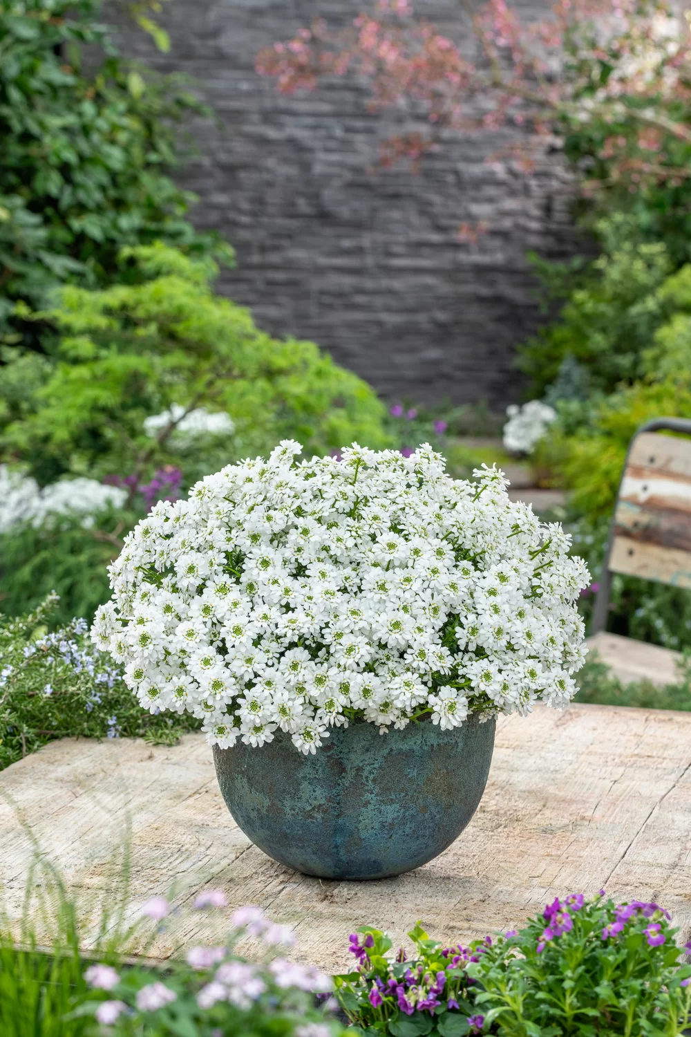 Iberis sempervirens Snowpatrol Early