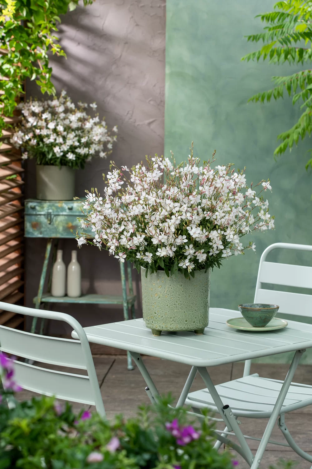 Gaura lindheimeri Gaudi® Medium White
