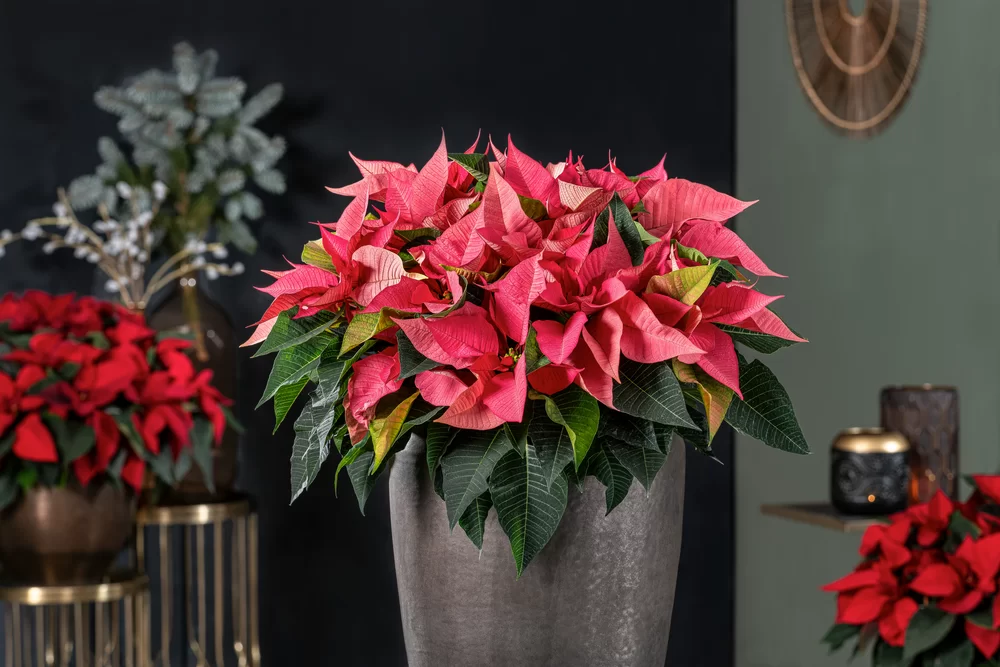 Euphorbia pulcherrima Gloriette Brilliant Pink
