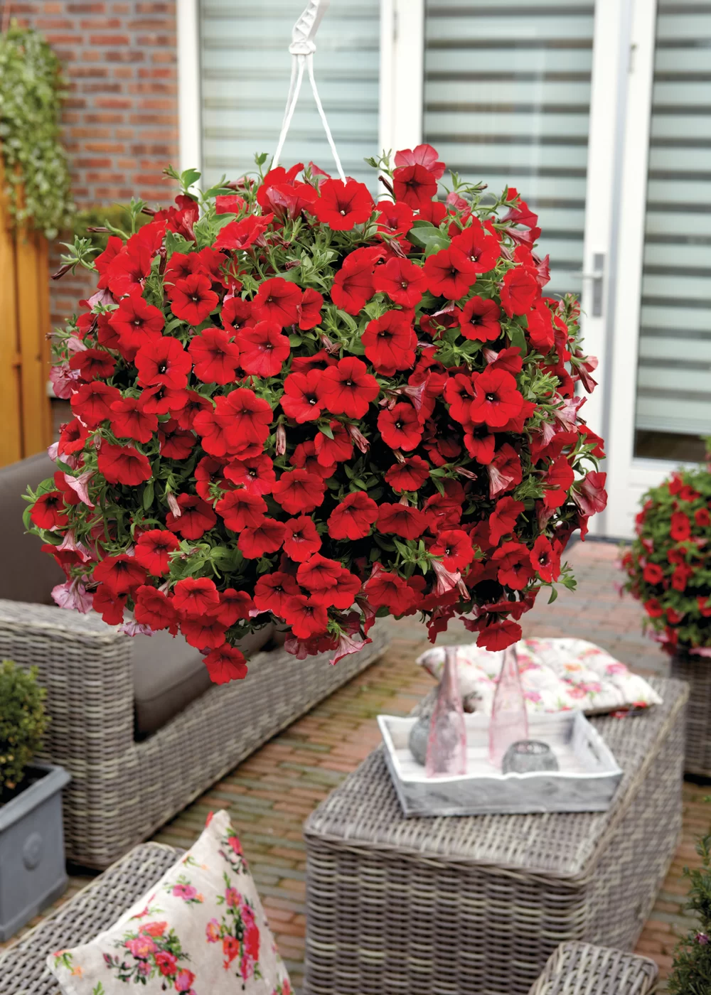 Petunia grandiflora Surfinia® Deep Red