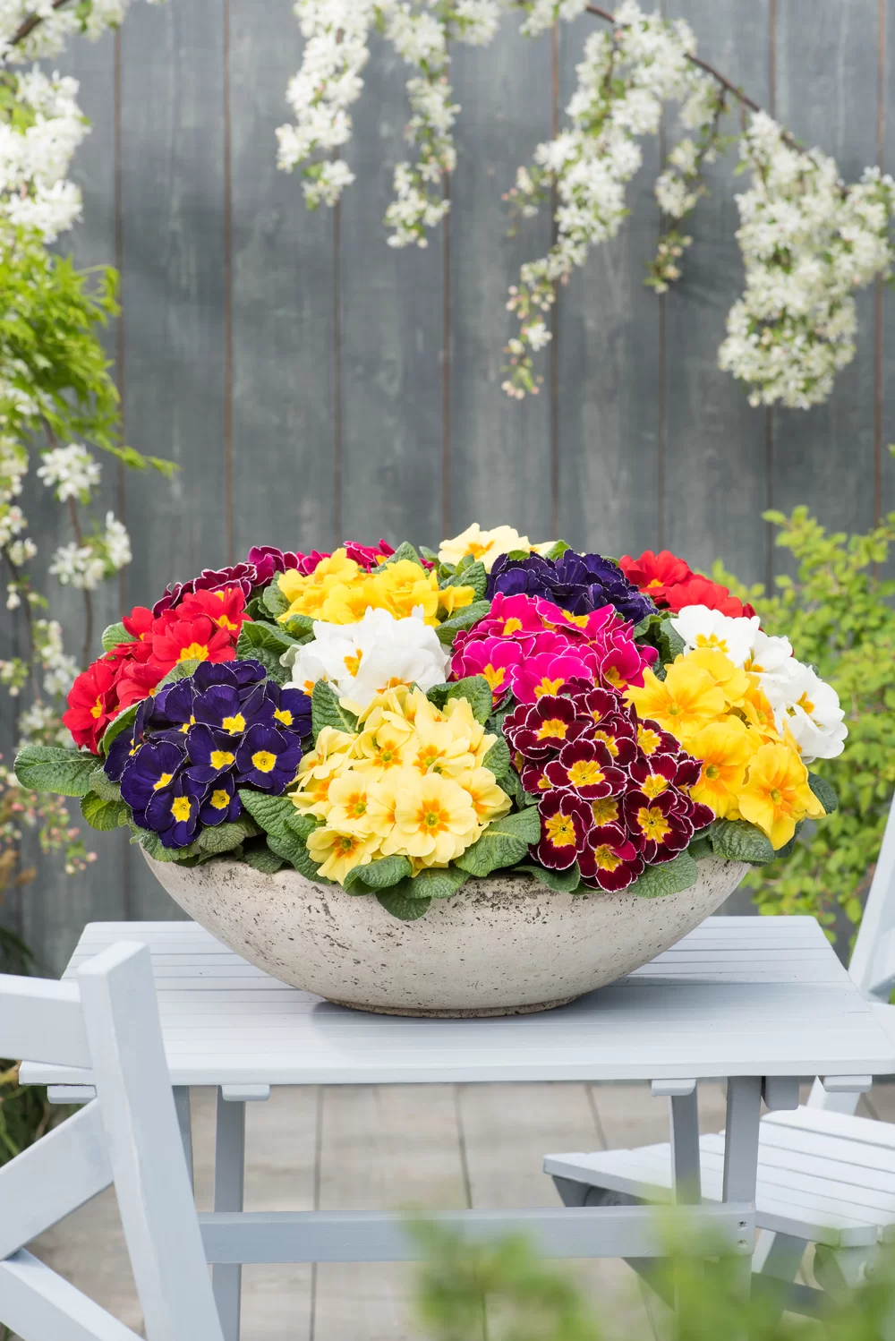 Primula vulgaris Esna® F1 PrimeTime Mix