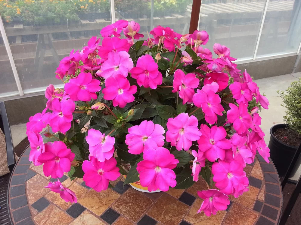 Impatiens New Guinea SunPatiens® Compact Hot Lilac