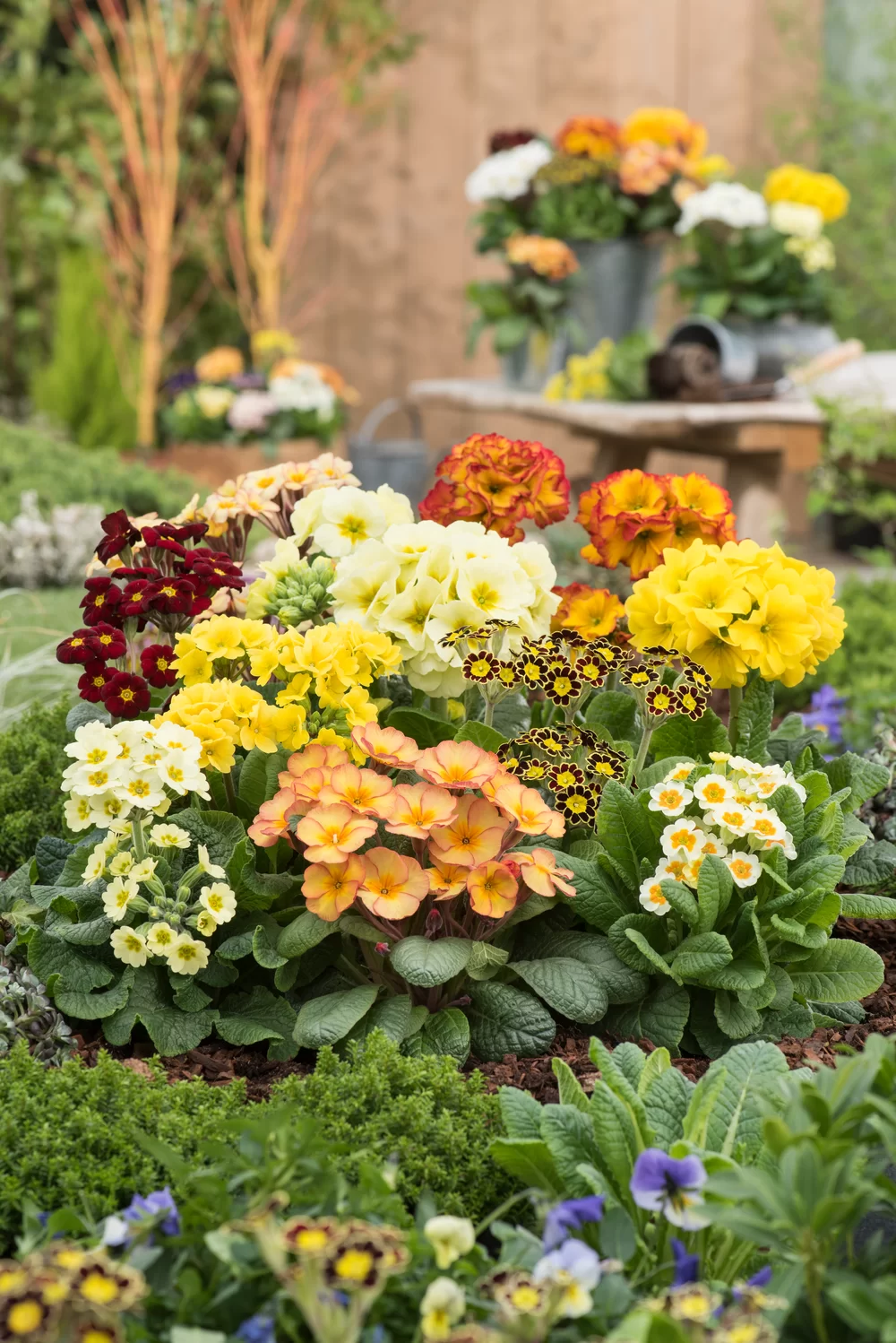 Primula elatior Gold Nugget F1 Apricot
