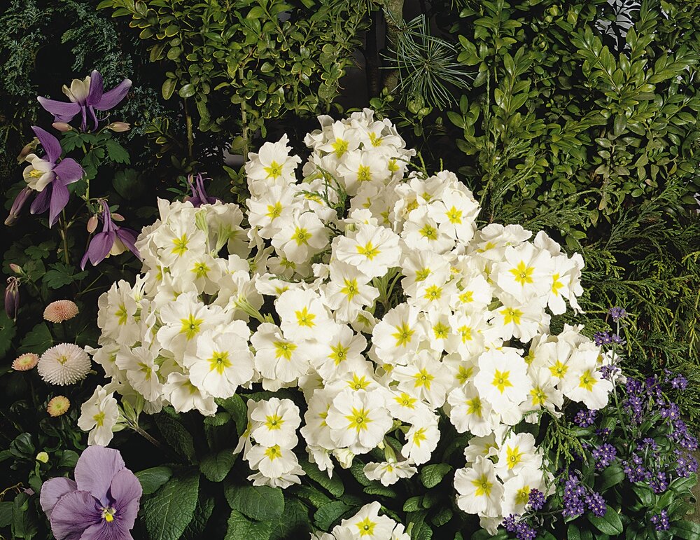 Primula elatior Crescendo F1 White