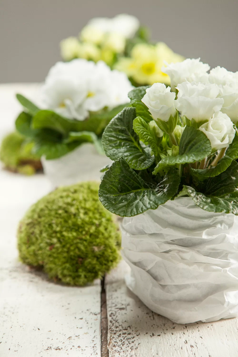 Primula vulgaris Elle White