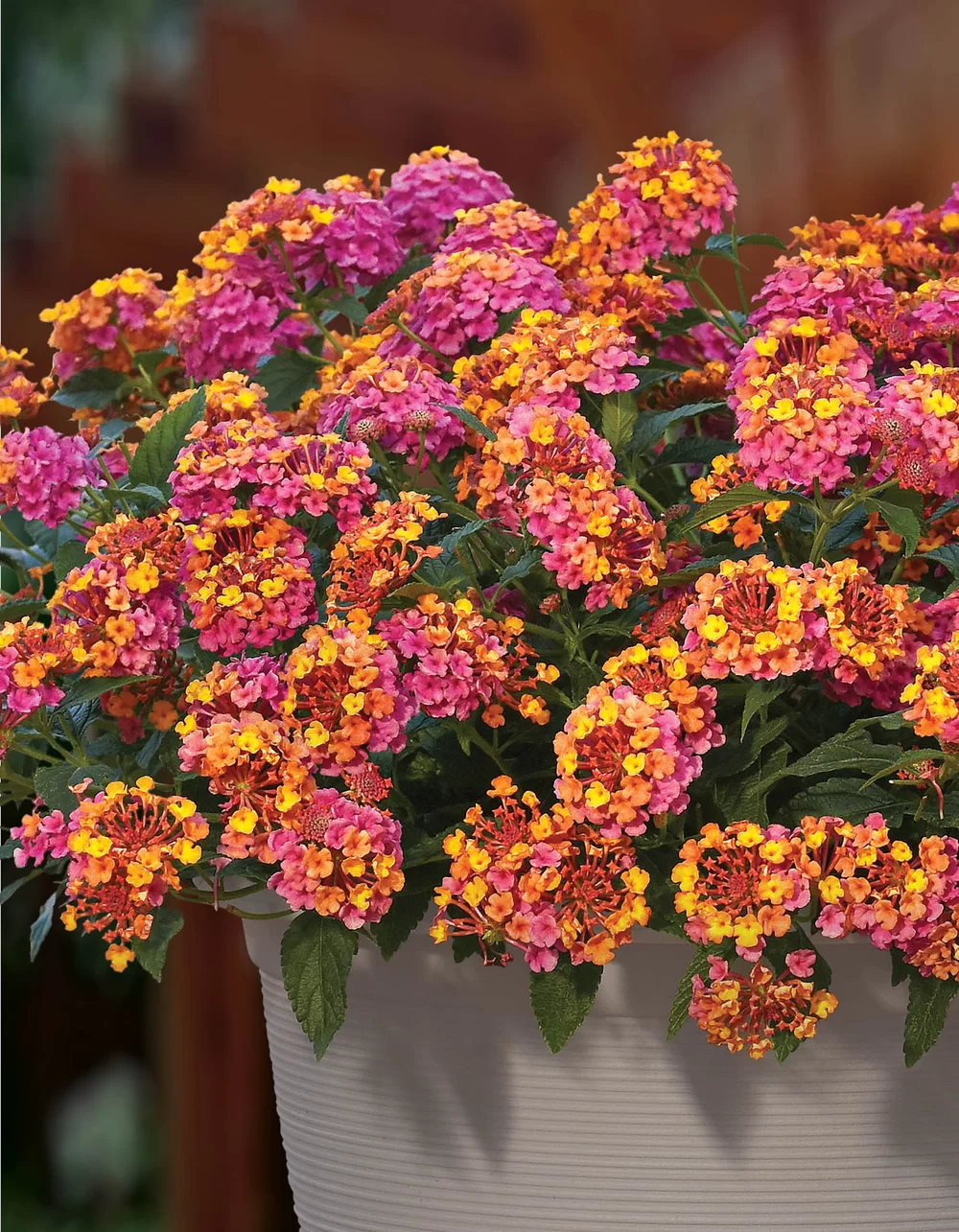 Lantana camara PassionFruit Rose and Yellow