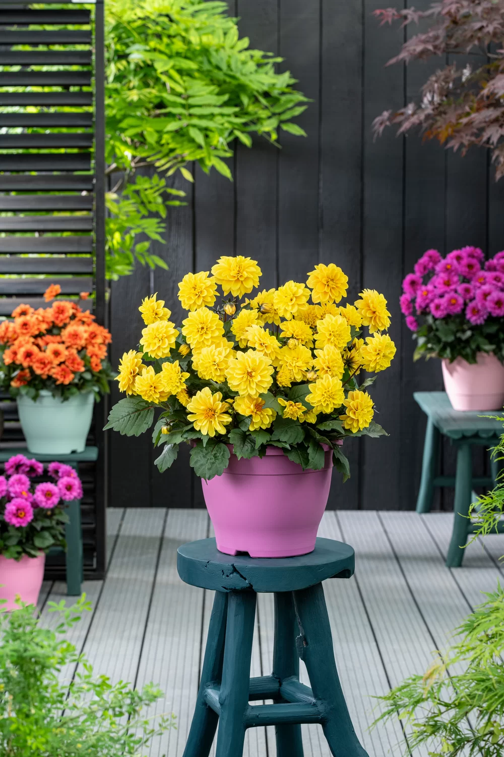 Dahlia coccinea Maxi Noir Golden Yellow