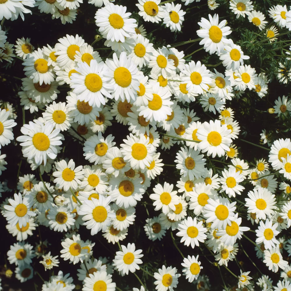 Anthemis carpartica Karpartenschnee