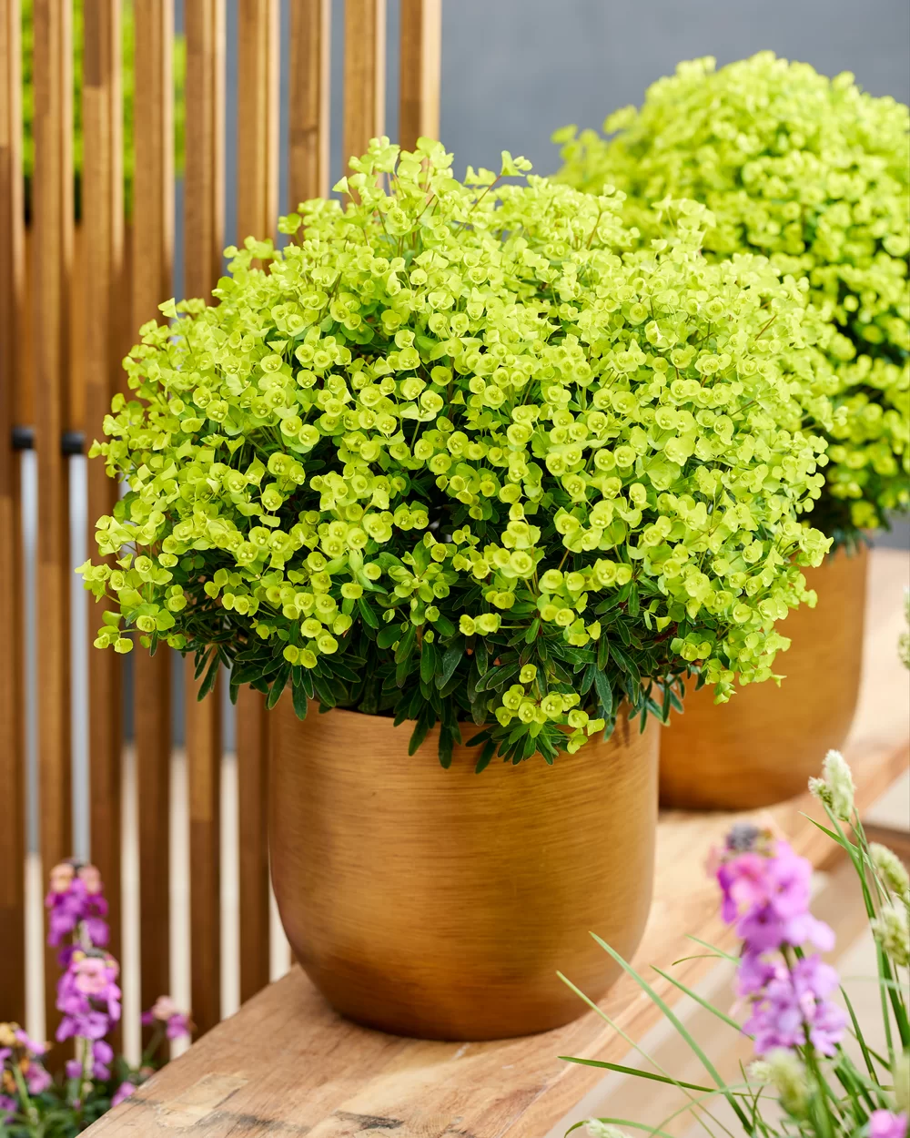 Euphorbia x martinii Ascot Petite Ascot Petite