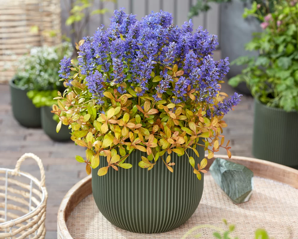Ajuga reptans Feathered Friends® Fancy Finch