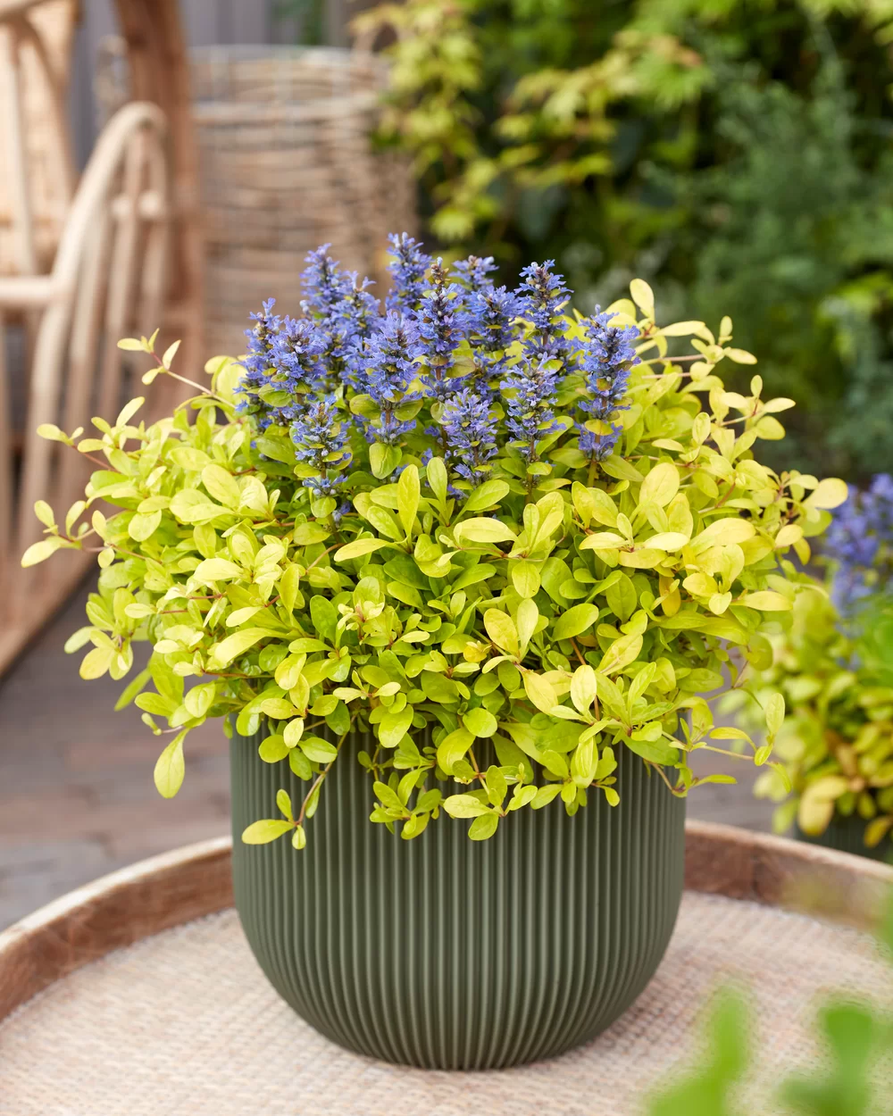 Ajuga reptans Feathered Friends® Cordial Canary