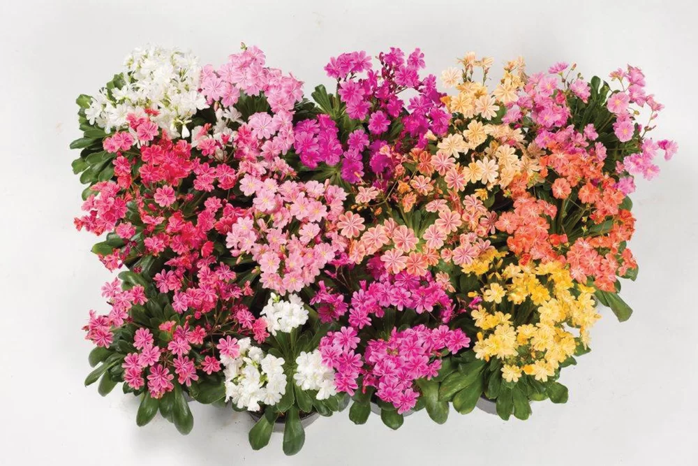 Lewisia cotyledon Elise Mix
