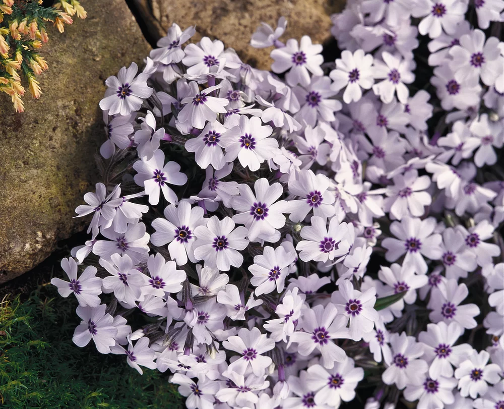 Phlox subulata Bavaria