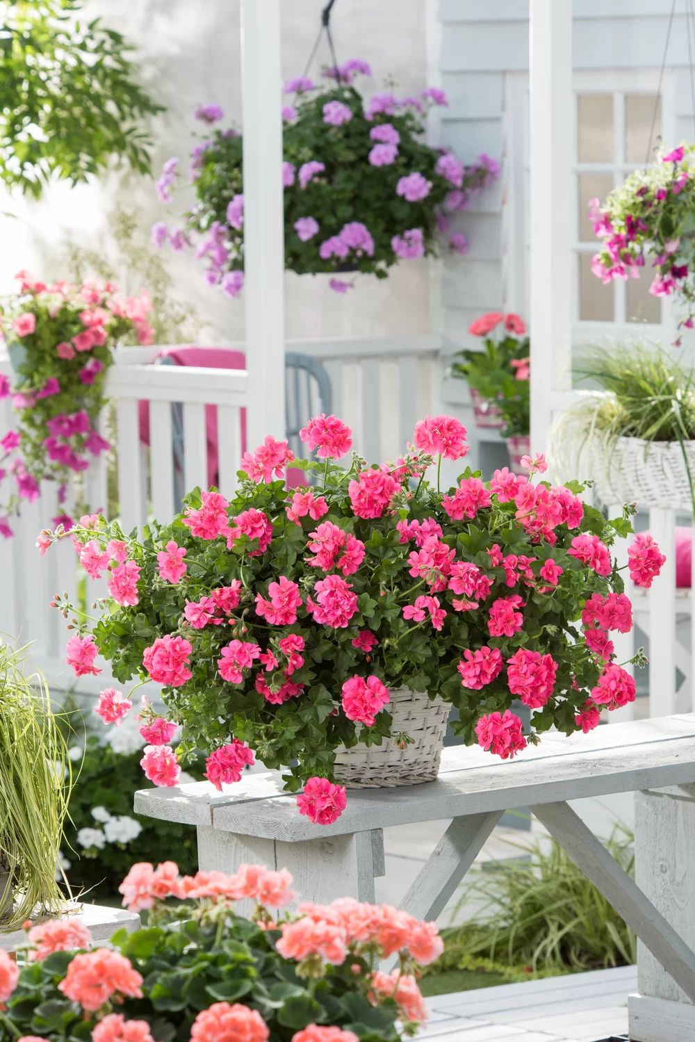 Pelargonium peltatum Sunflair® | Florensis