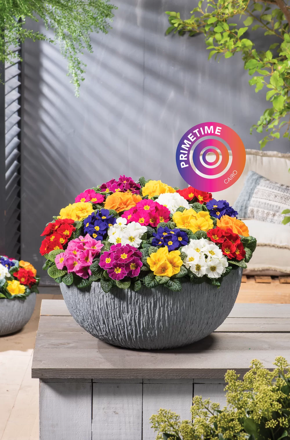 Primula vulgaris Cairo F1 PrimeTime Mix