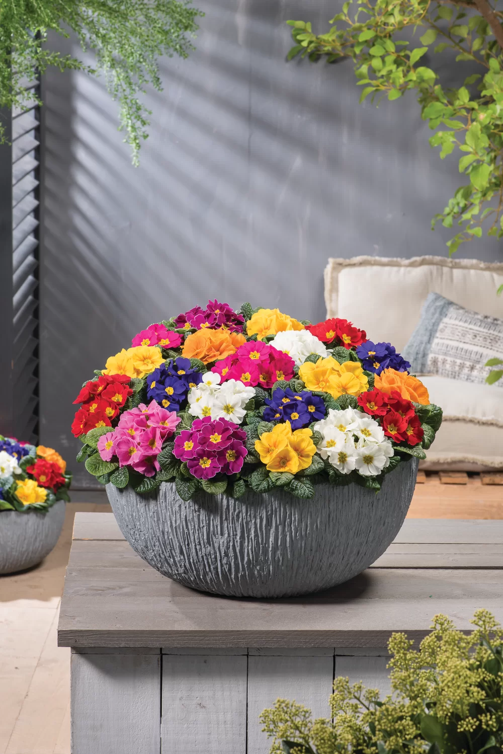 Primula vulgaris Cairo F1 PrimeTime Mix