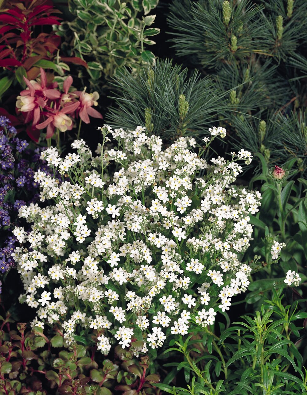 Myosotis sylvatica Sylva Snow