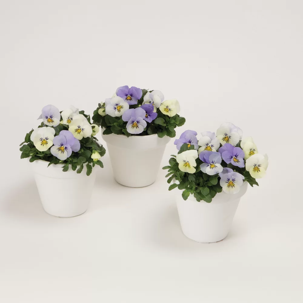 Viola cornuta EVO® Mini YTT/Sorbet XP